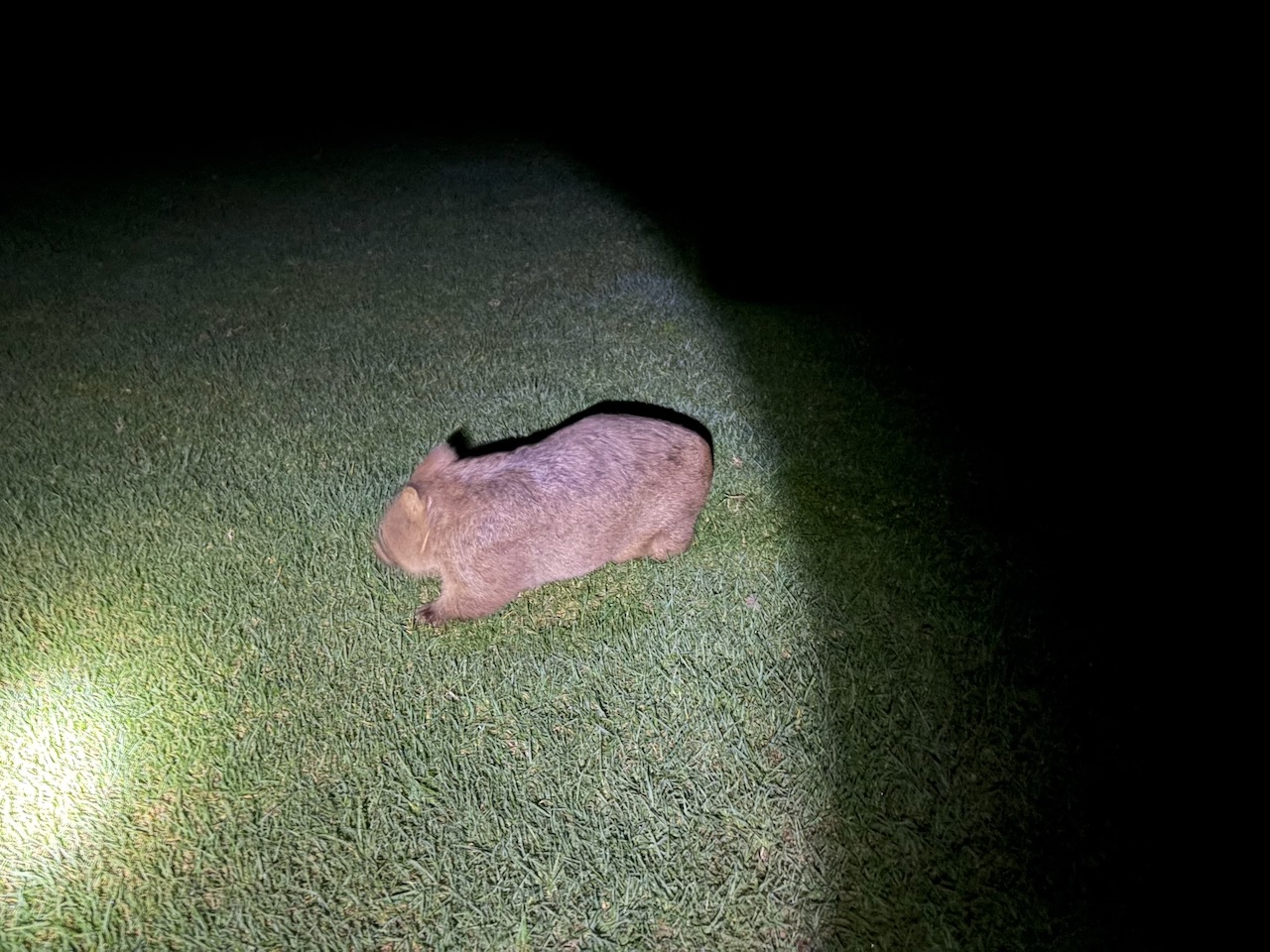 A wombat walking through Bendeela campground at night.