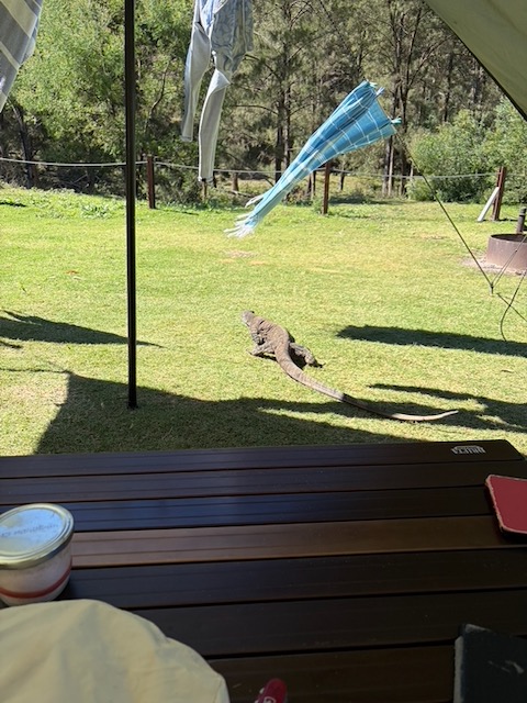 A large goanna walking across the campsite grass, seen from under the tarp awning.