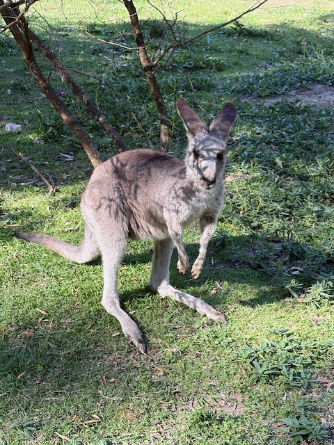 A young kangaroo standing close to the camera and looking directly at the lens.