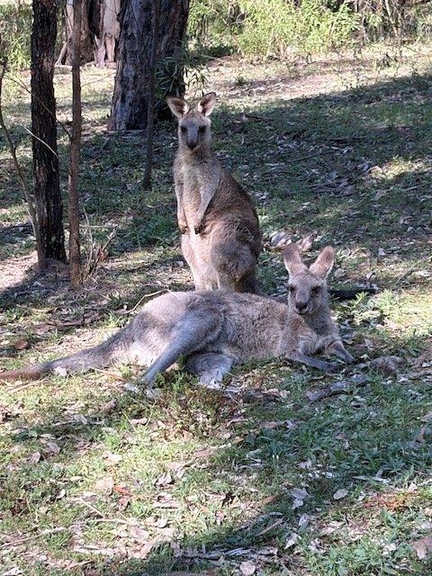 Two kangaroos resting in the shade of a gum tree — one standing alert, one lying down on the grass.