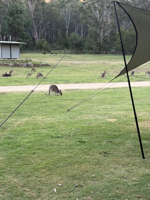 Multiple kangaroos grazing across Coorongooba campground in all directions, seen past the tarp guide ropes.