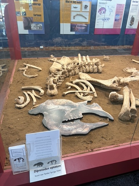 A Diprotodon optatum fossil skeleton laid out in a display case at the Coonabarabran museum.